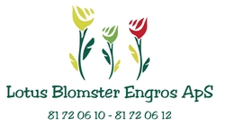 Lotus Blomster Engros