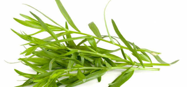 tarragon