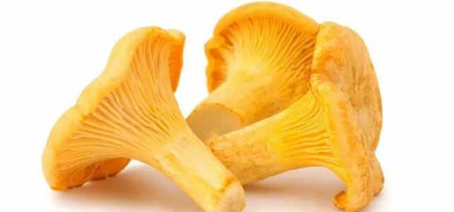 chanterelle