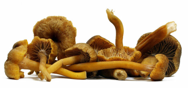 trumpet chanterelle
