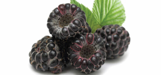 black raspberry
