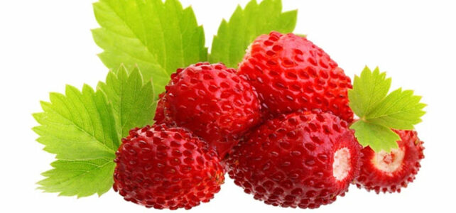 wild strawberry