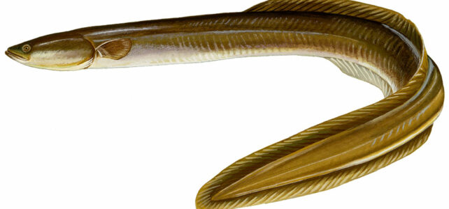 American Eel