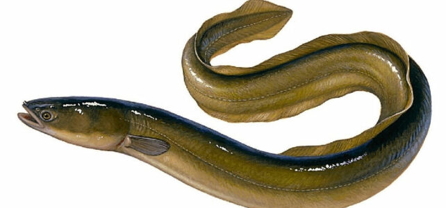 European Eel