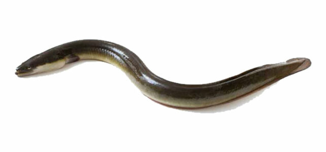 Japanese Eel