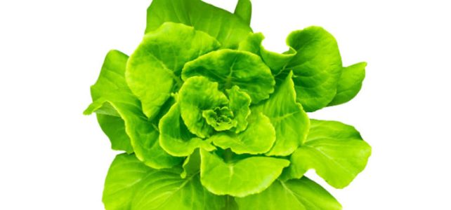 lettuce