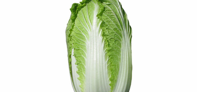 chinese cabbage