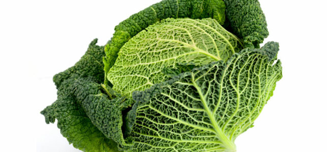 savoy cabbage
