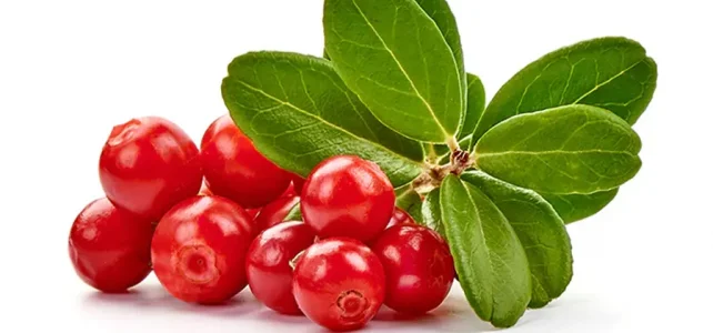 lingonberry