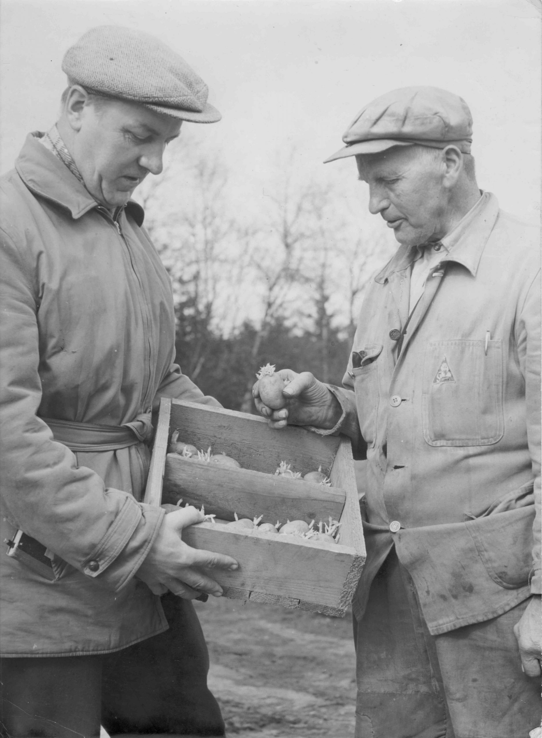 Kontrol af kartofler af Konsulent Jens Dollorup og Ander Pedersen 1957