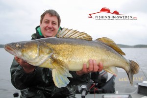 Guided Fishing for Zander in Sweden.