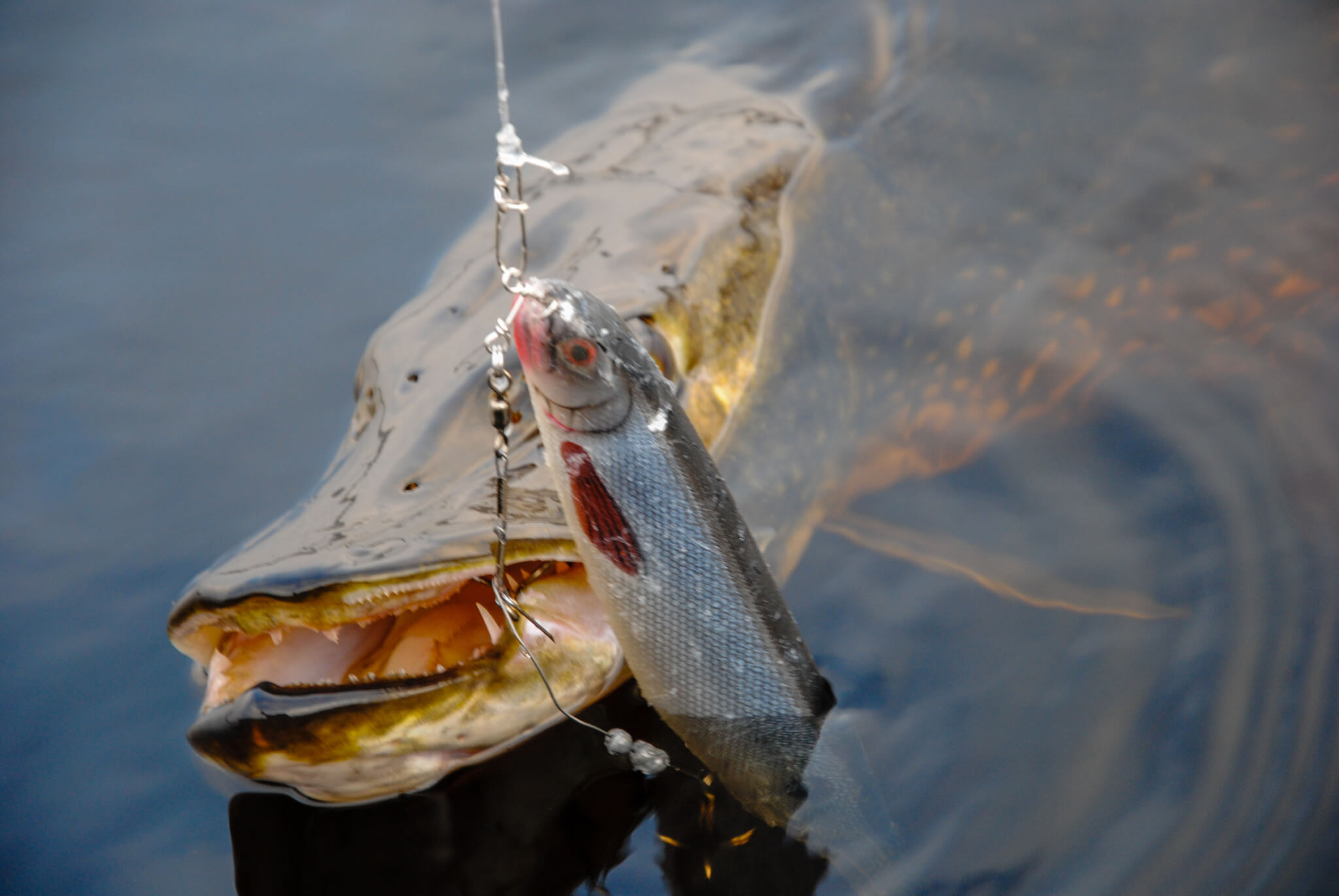Pike Fishing Sweden with new Westin Shad Teez 