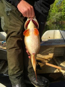 Perch with 41cm in girth