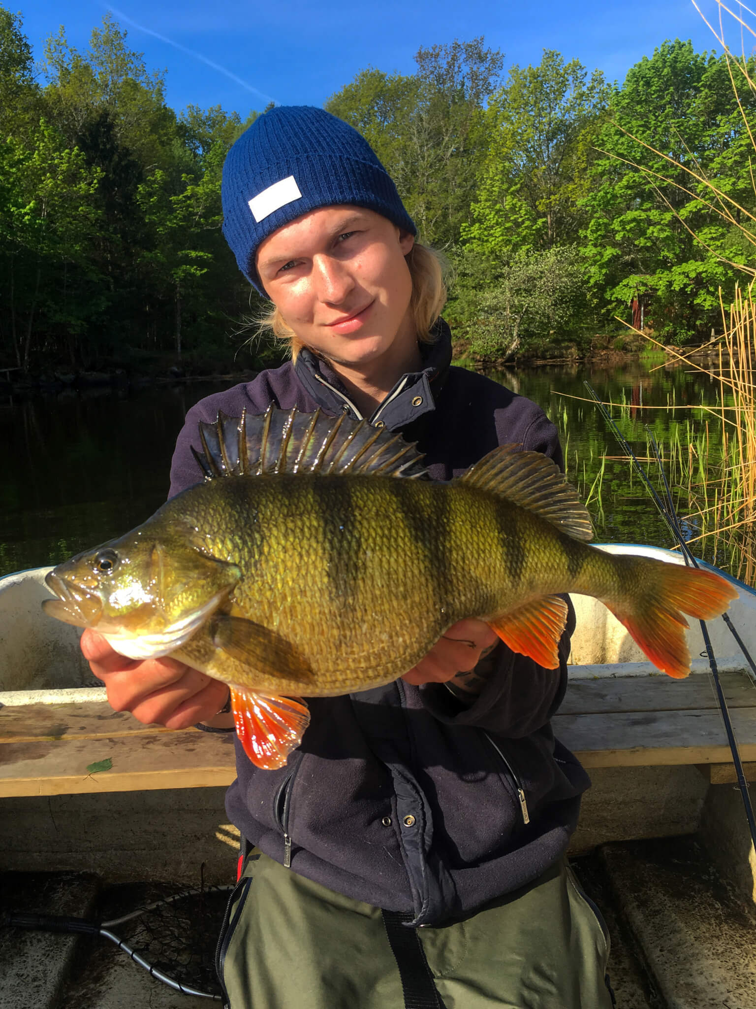 1.66kg and 45cm long perch from Sweden