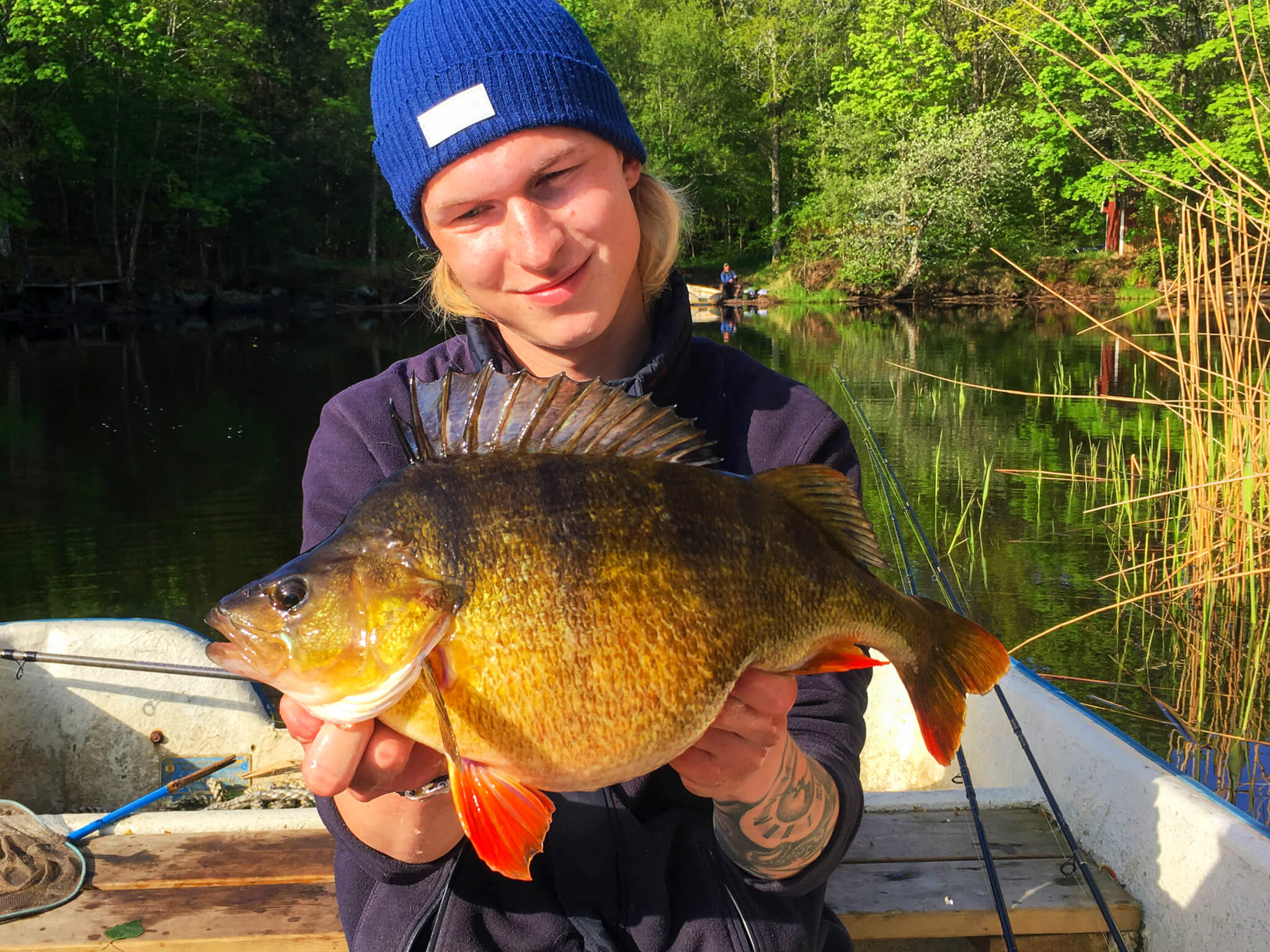 Perch Fishing in Sweden