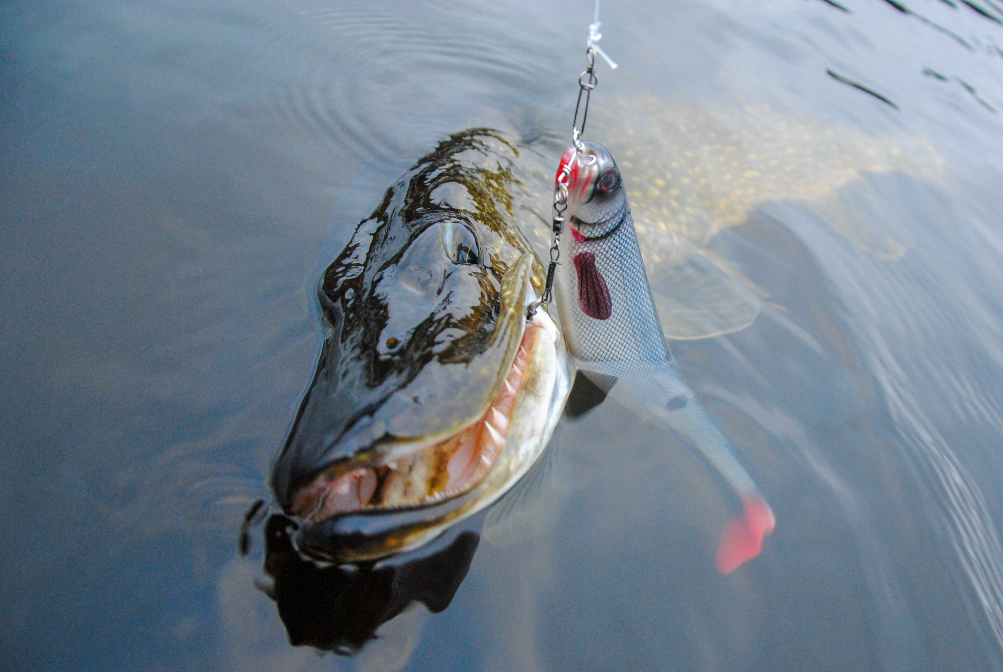 Swedish fishing pike lures, which are worth taking in your fishing kit.