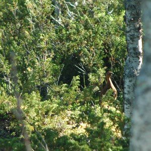 Foto: Frode Aalbu