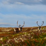 Blir det villreinjakt på "staten" på deg i år? Kom på trekninga og spennende foredrag på Vollan.