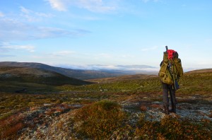 Villreinjakta for 2016 er nå trukket