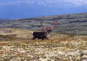 Noen er ferdig å feie basten av geviret, andre er ikke begynt med det imens atter andre går rundt som lurvetroll i fjellet.