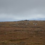 Nå er det åpnet for søknad på småviltjakt innen Kvikne Østre Statsallmenning for høsten 2016.