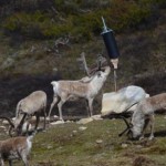 Salt-hungrige bukker benytter saltsteinen ved Litj- hiåsjøen. Det blir enda ei lita stund før sauen kommer hit. 