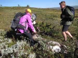 10. klasse ved Kvikne skole på jakt med fellingstillatelse gitt av Kvikne Fjellstyre i 2015.