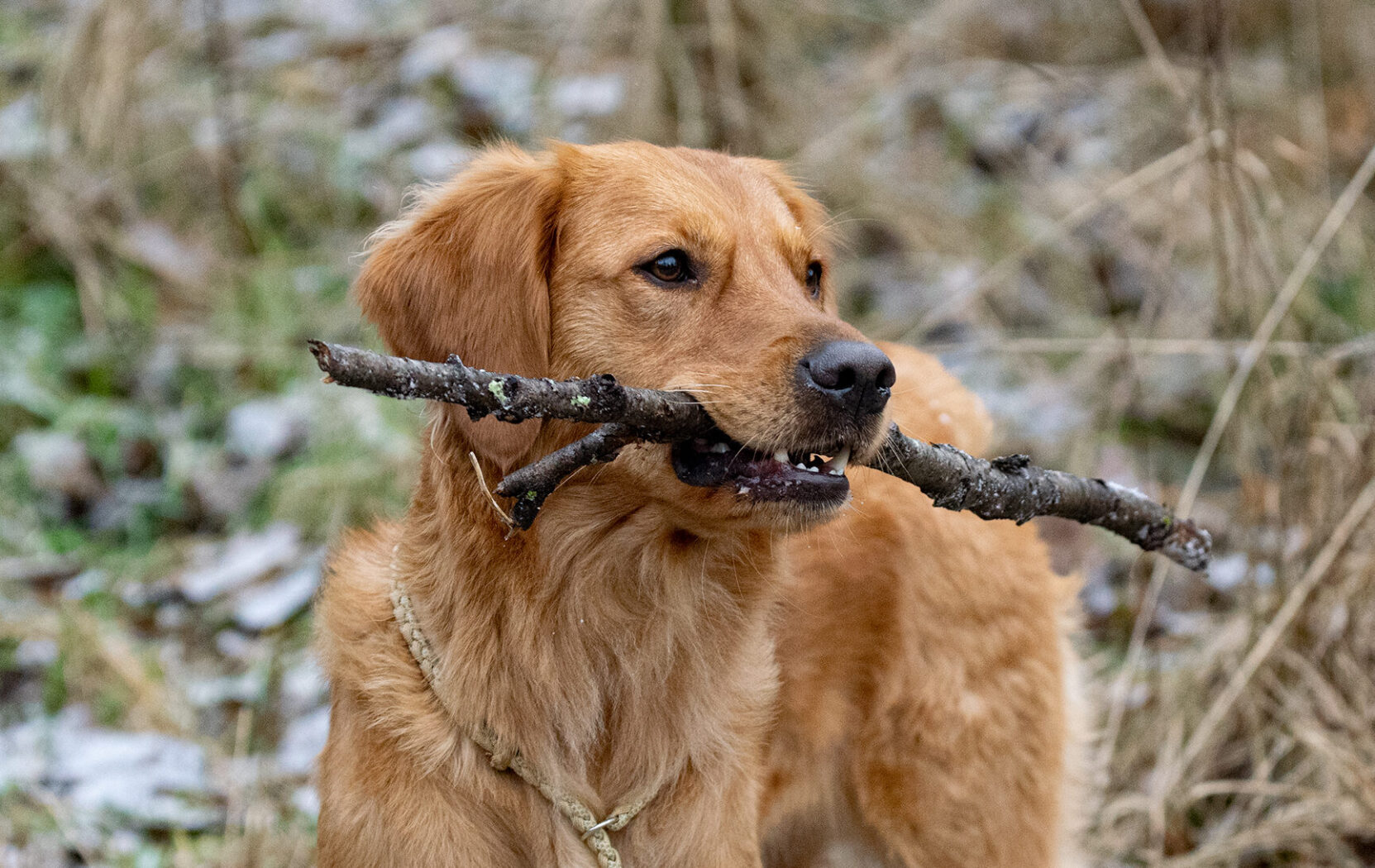 Ibland är det bara en hund som är en hund