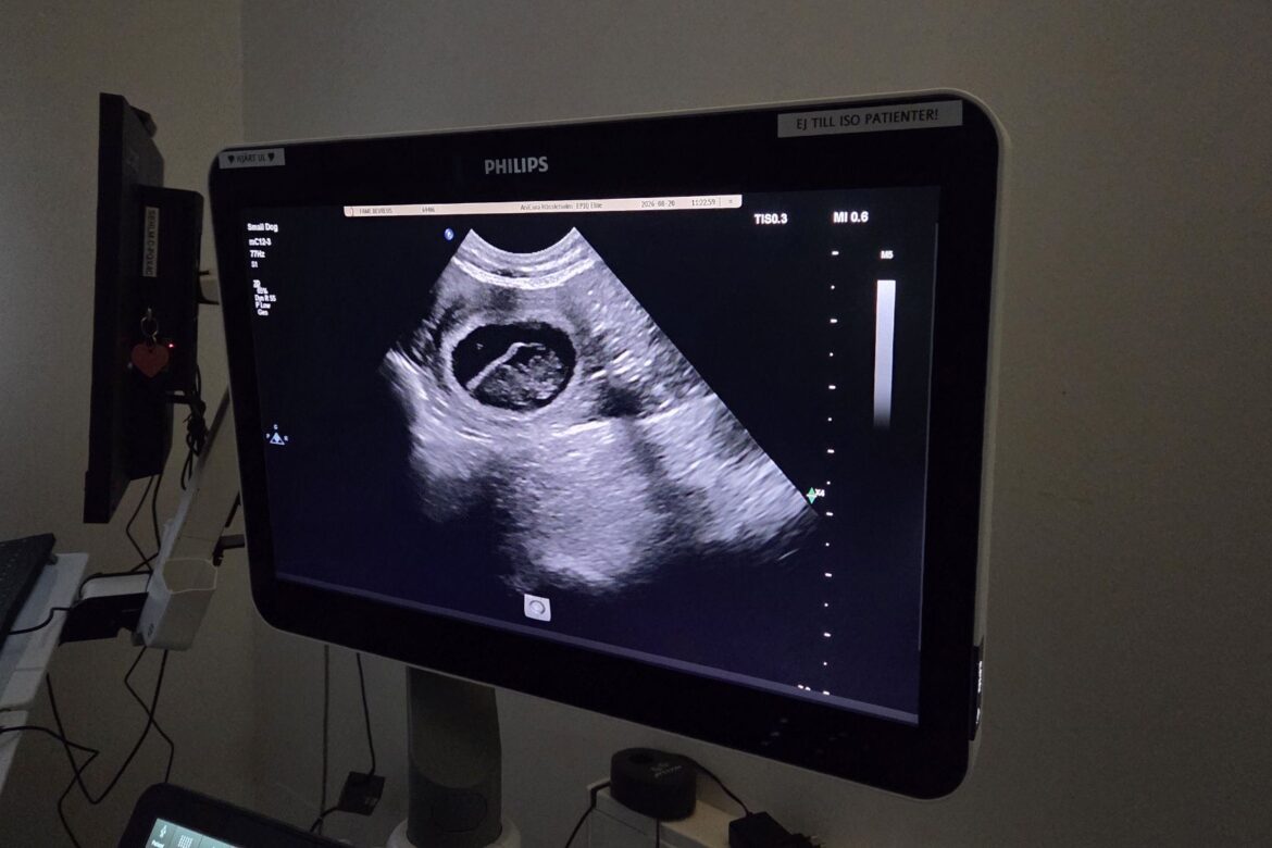 Äntligen vet vi – Fame är dräktig! ❤️