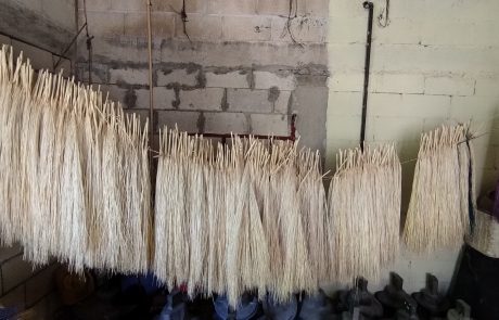 drying palm fibres for jipijapa hats