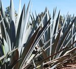 Blue agave