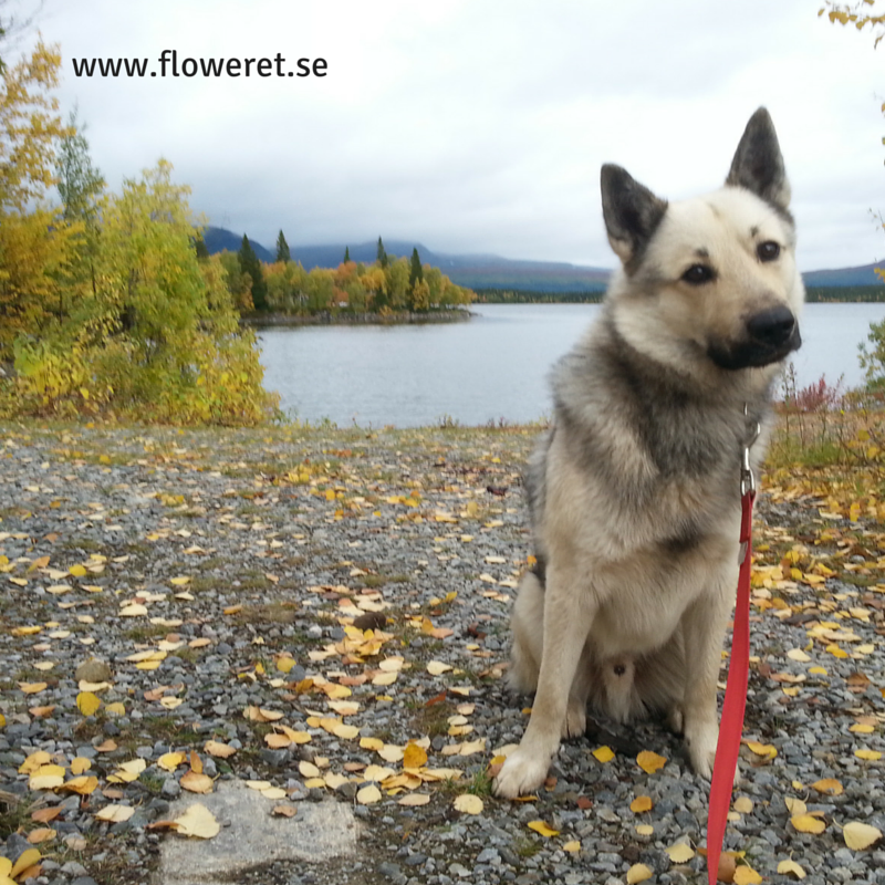 hund