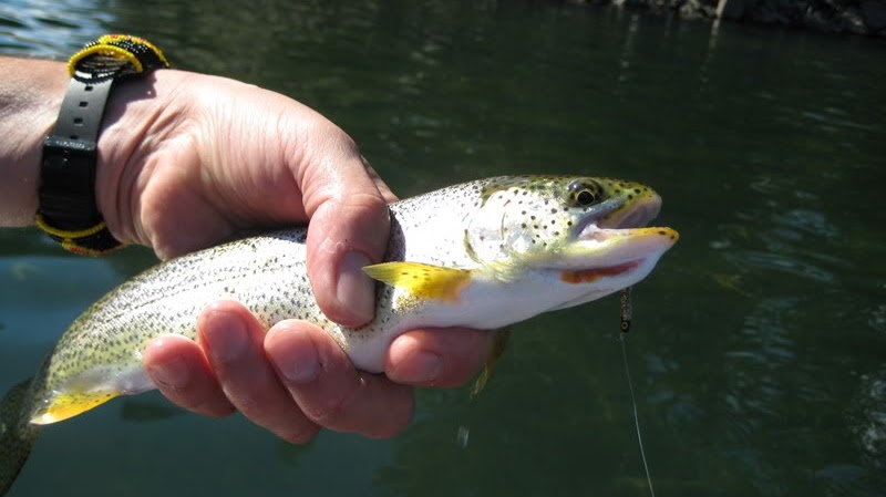 Cutthroat Trout