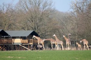 Knuthenbrog Safaripark