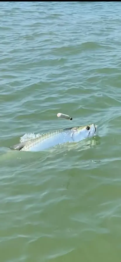 Tarpon Tarpon