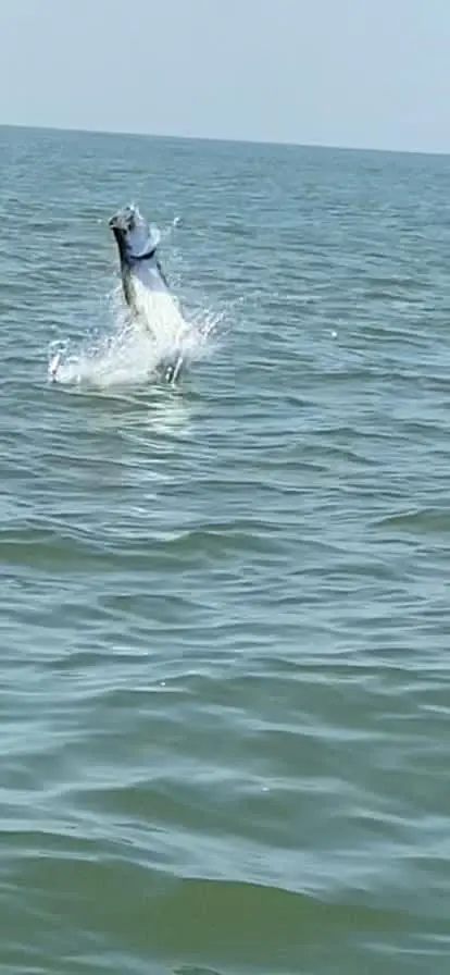 Tarpon leaping from the water Tarpon