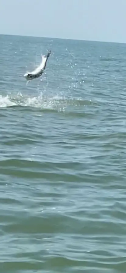 Tarpon jumping Tarpon