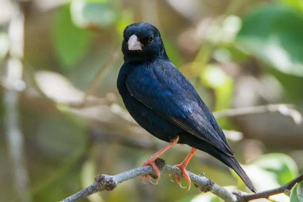 Pueblo pájaro índigo 1 Pueblo-pájaro índigo