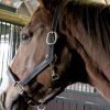Lädergrimma Mink Horse