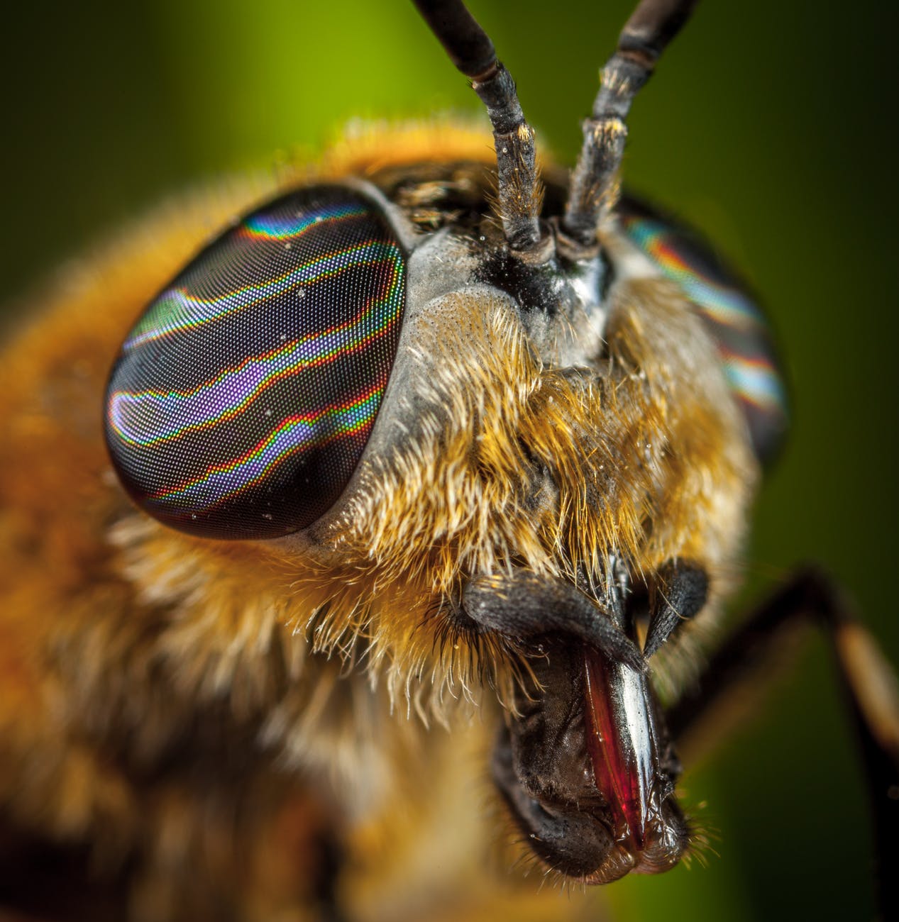 close up photo of insect