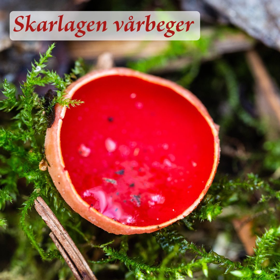 Skarlagen vårbeger