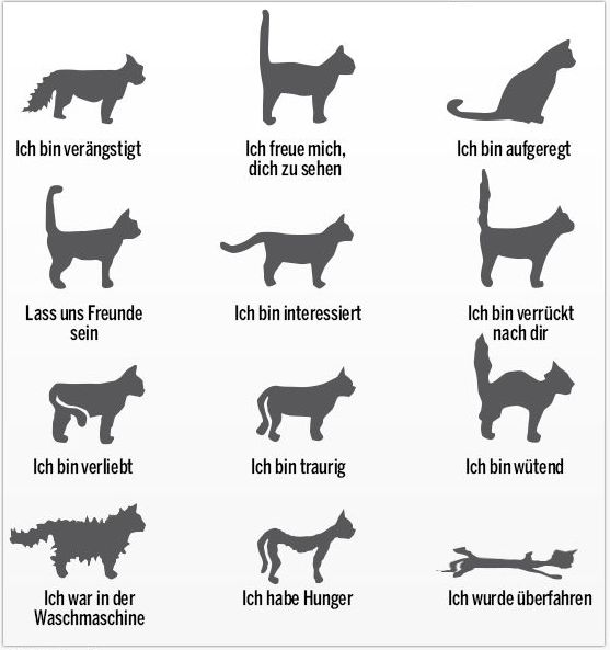 Die Sprache der Katzen – Uli Stein Fanforum