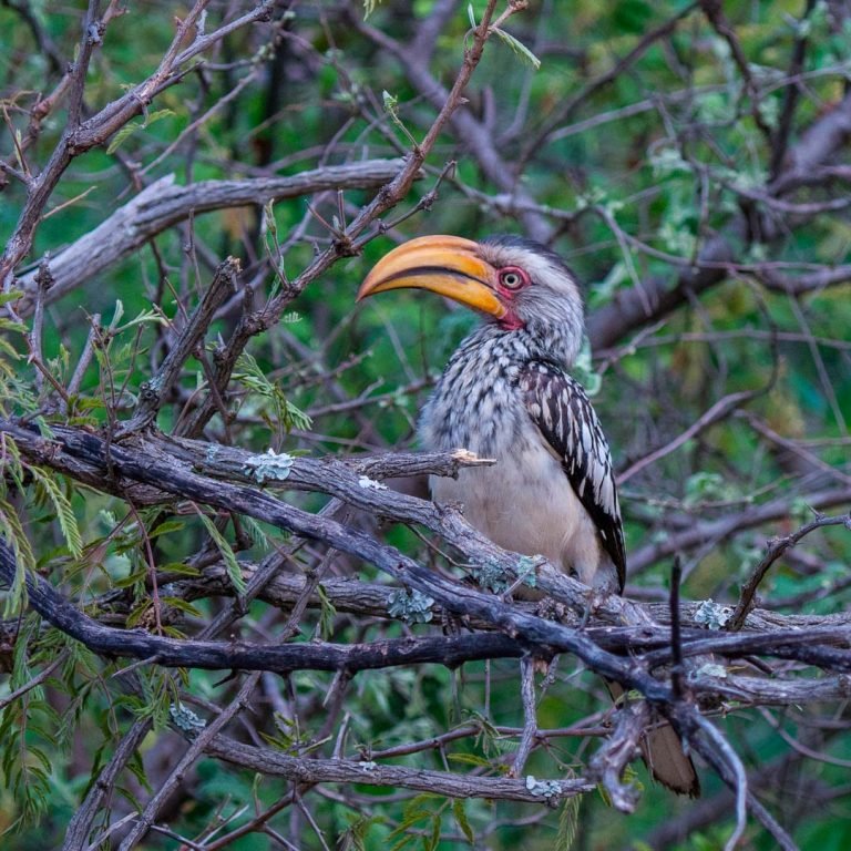 birds-around-the-world