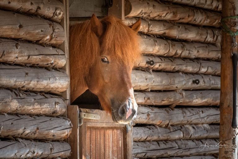 hest-stikker-hovedet-ud af-boks