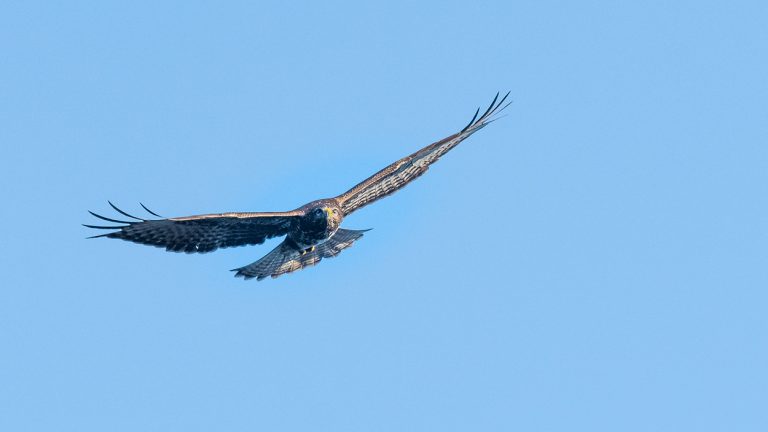 Musvåge flyver