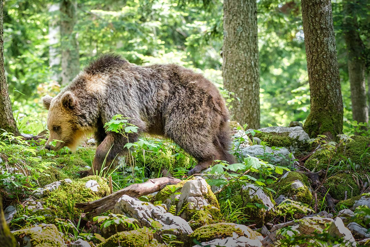 Slovenian Bears