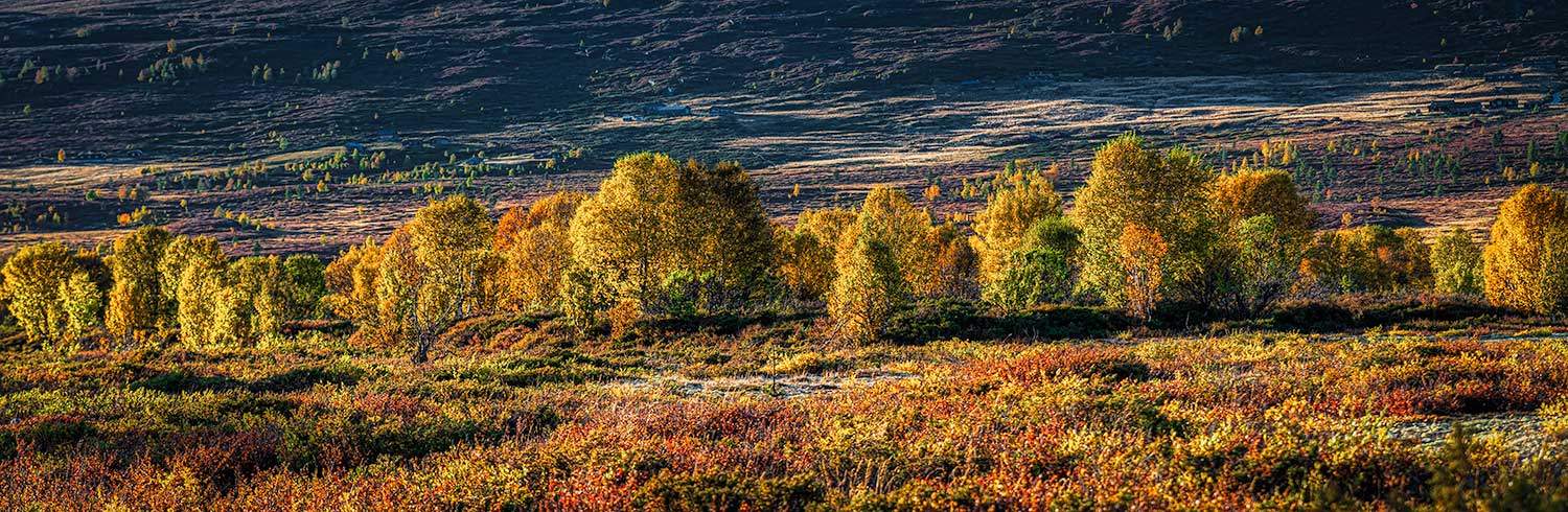 Grimsdalsvegen Norge 8