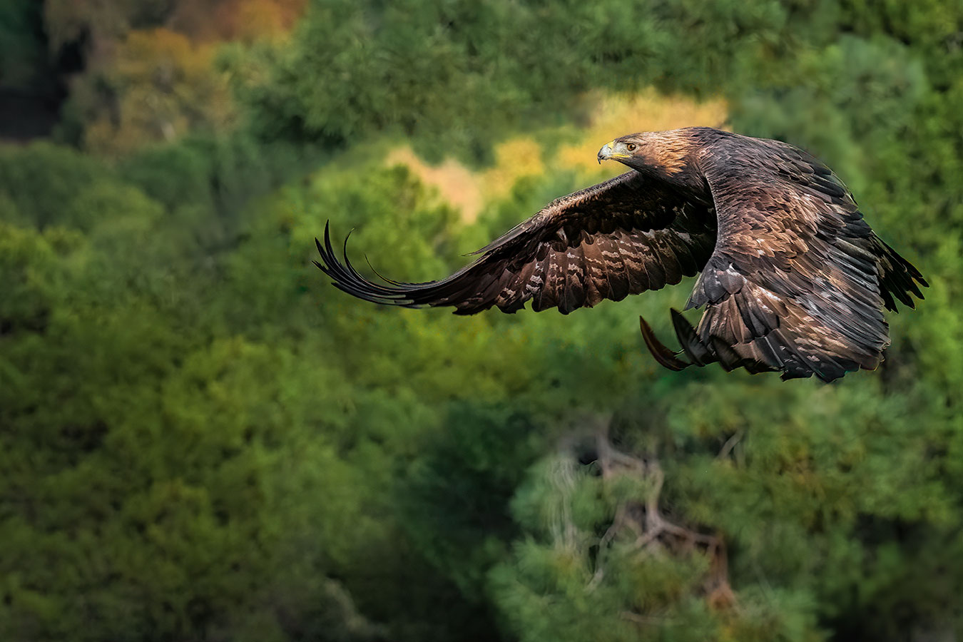 Kongeørn flyvende over en skov i Sierra Morena