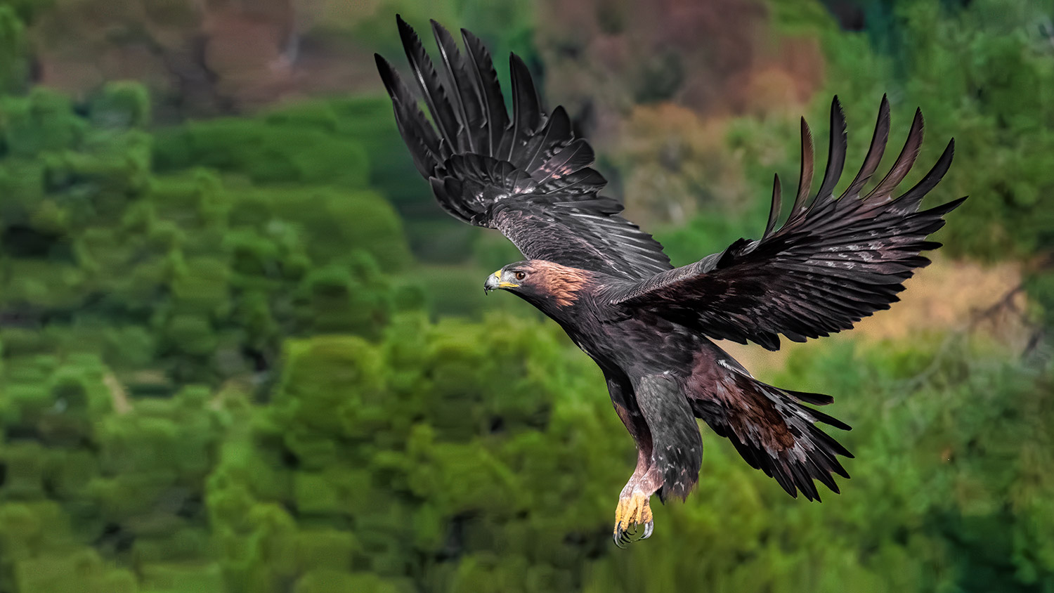 Kongeørn flyvende over en skov i Sierra Morena