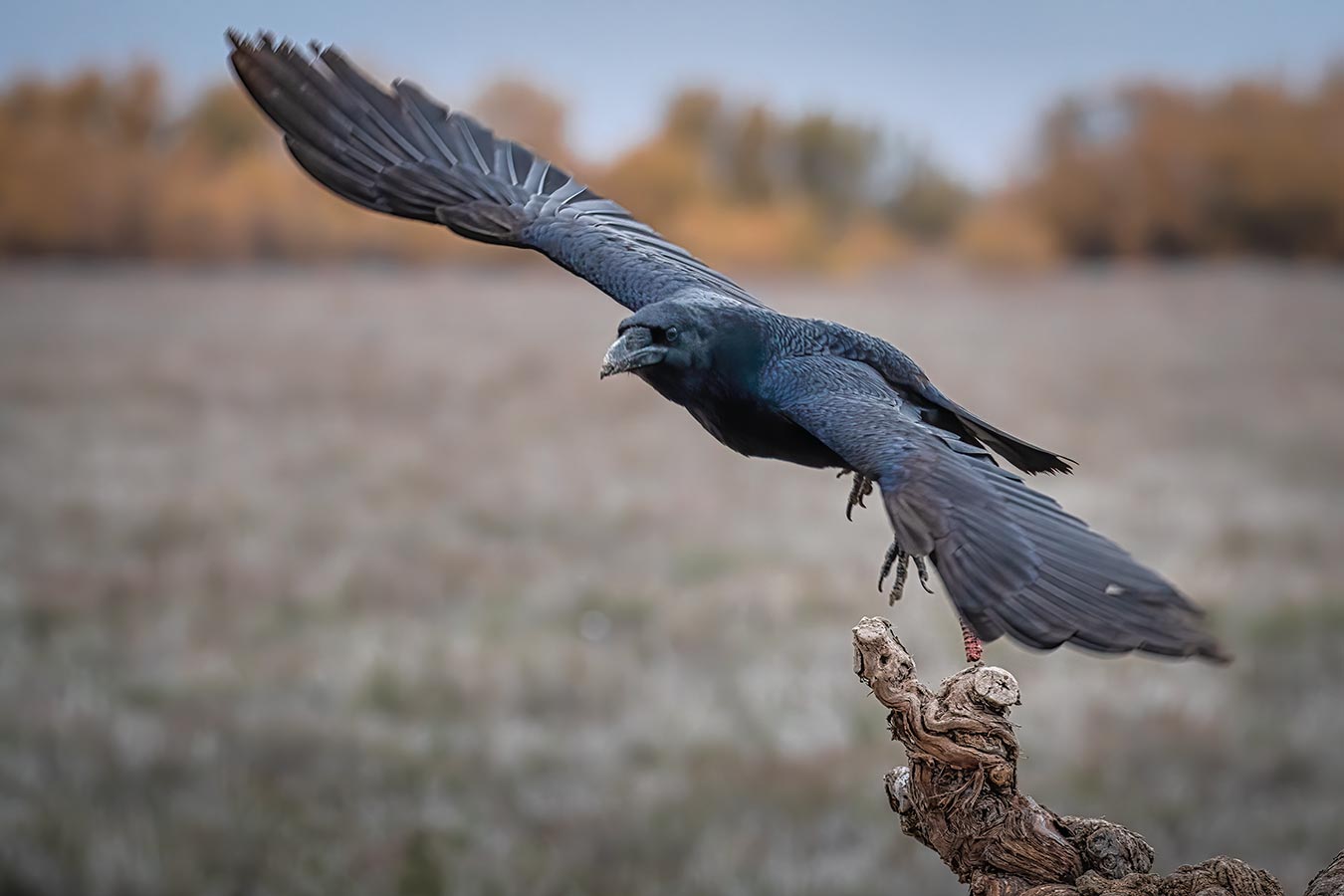 Ravn flyver op fra en gren ved Hides de El Taray